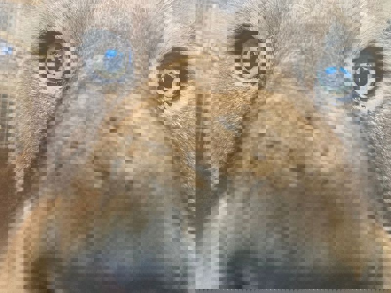 Carazookeepercameraroll (5)