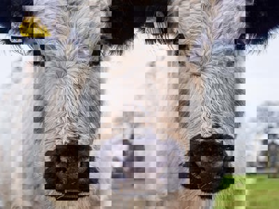 White Cow
