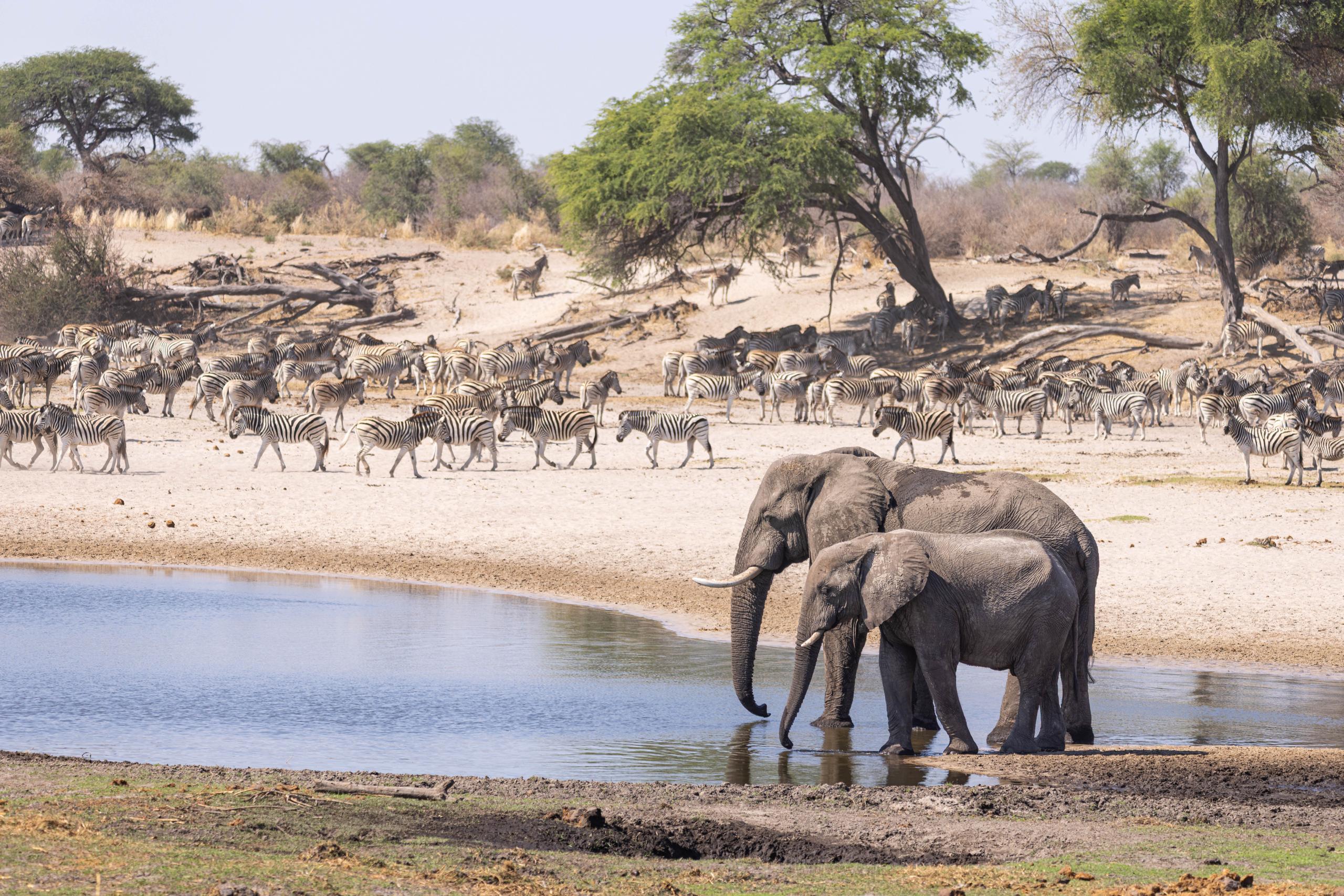 Elephants and zebra at lake Elephants For Africa