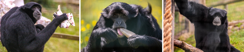 Gibbons