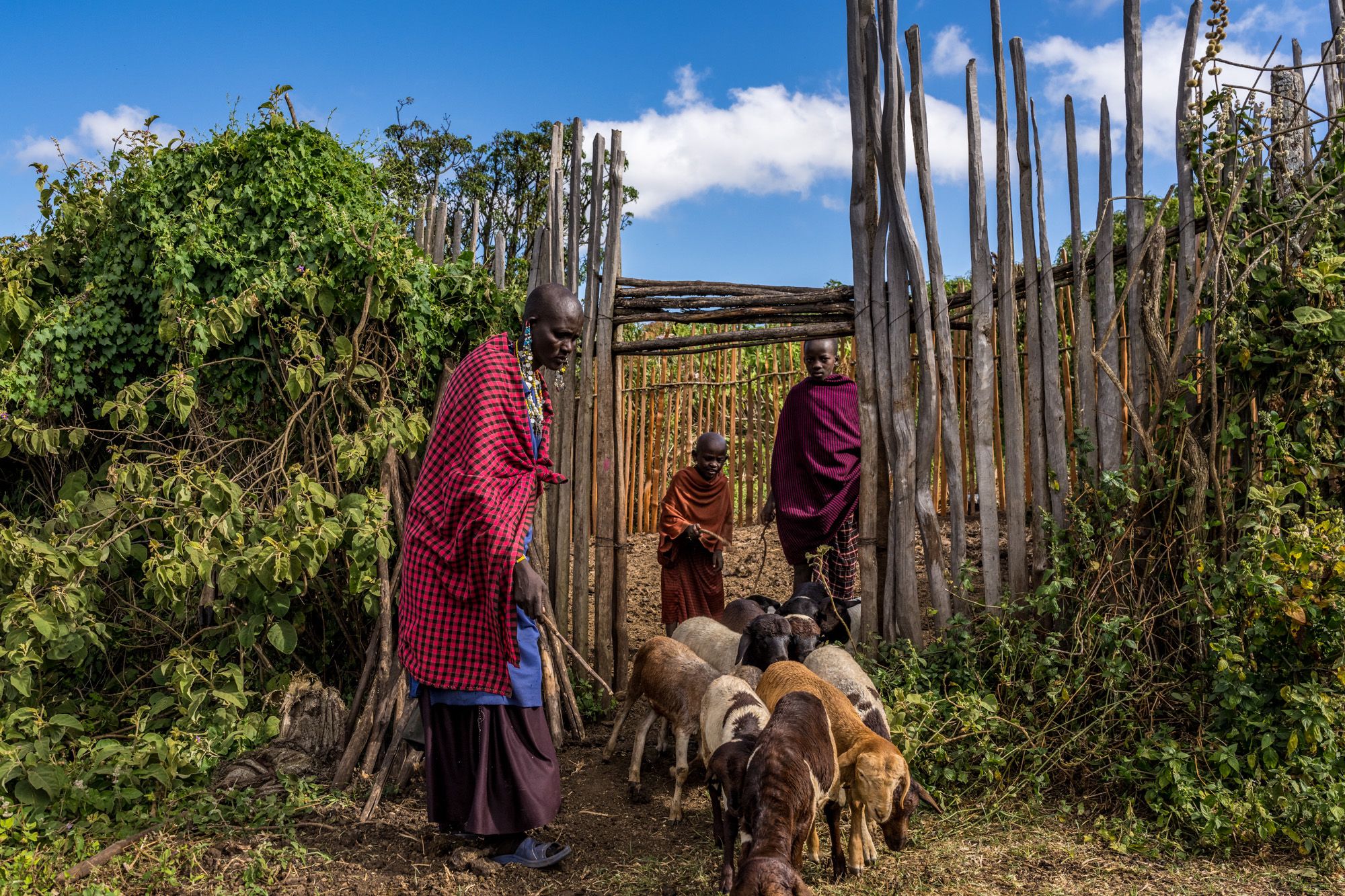 Farmer moves goats outside of a wooden circular fence known as a boma