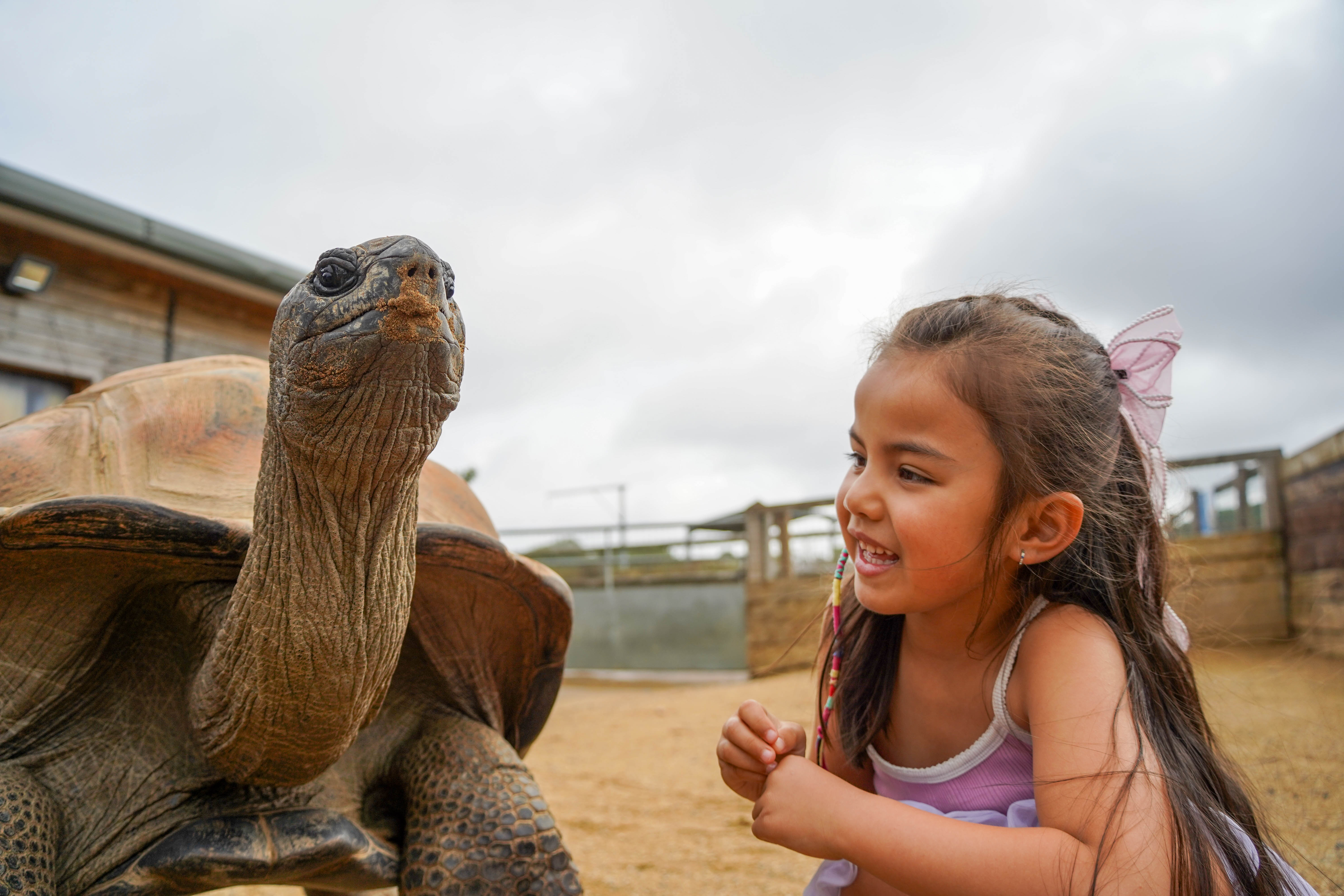 Young girl sat next to and smiling at a giant tortoise in the outdoor habitat.
