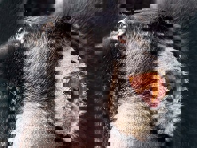 Gibbon