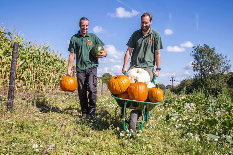 Groundskeepers Harvesting Pumpkins, Noah's Ark Zoo Farm Doug Evens