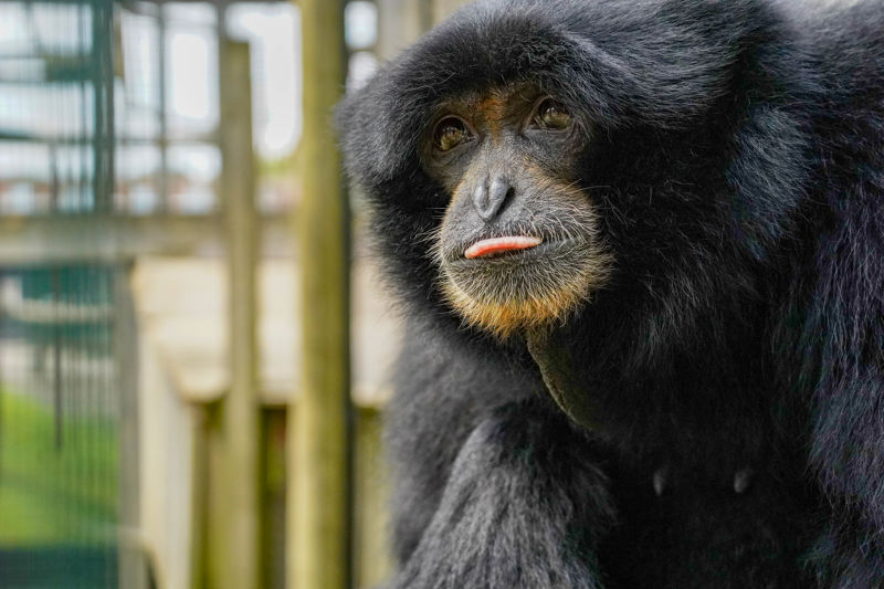 Gibbonmay2025 6 Of 10