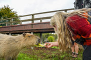 Capybaraencounterseptember2026 (1 Of 26)