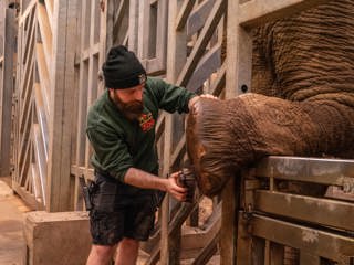 Tom The Elephant Keeper