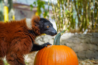 Redruffedlemursaugustpumpkins2025 28 Of 28