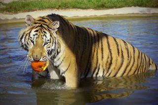 Tiger Pumpkin