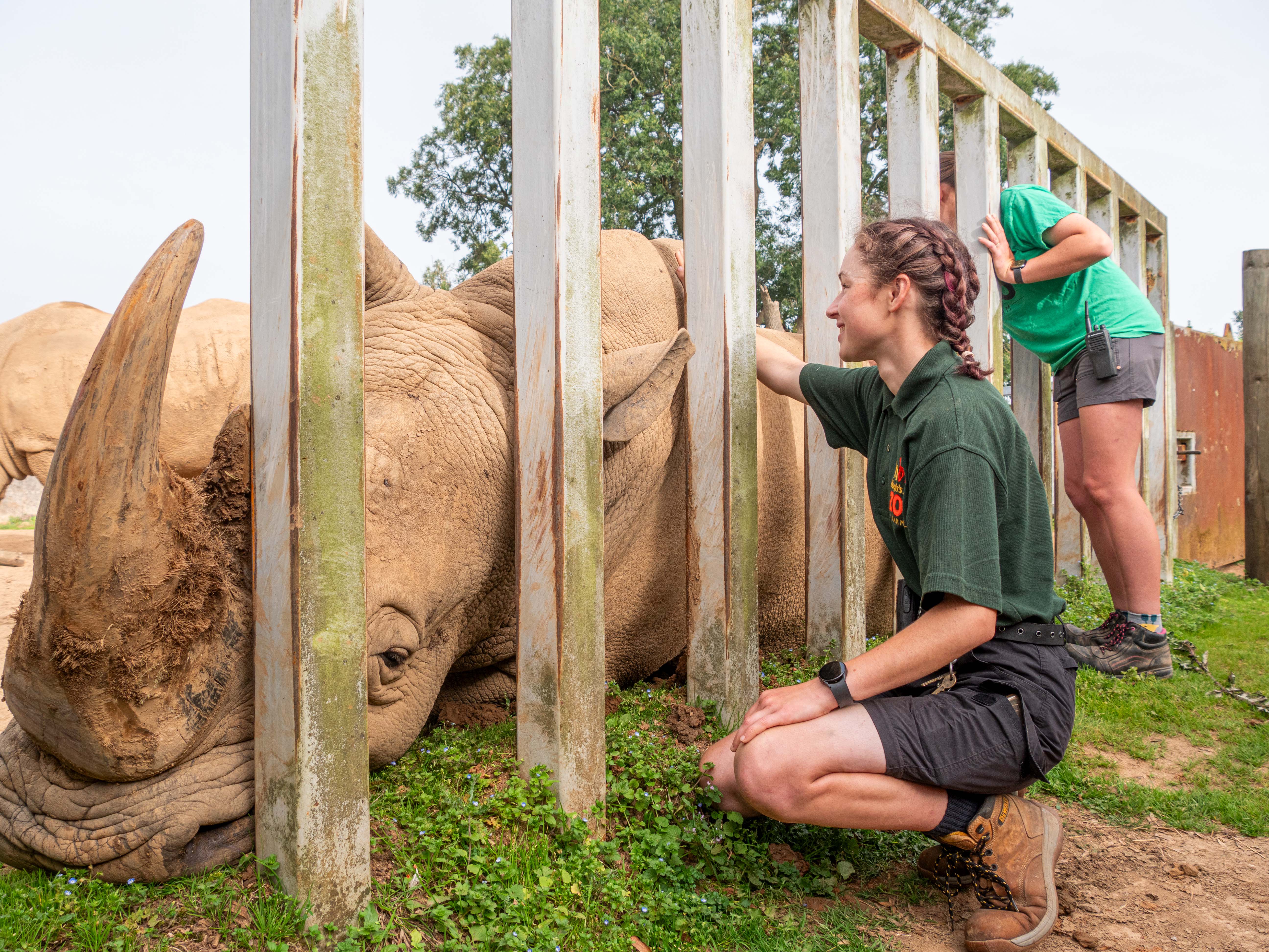 Giraffe & Rhino Encounter  3