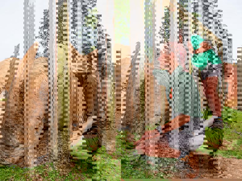 Giraffe & Rhino Encounter  3