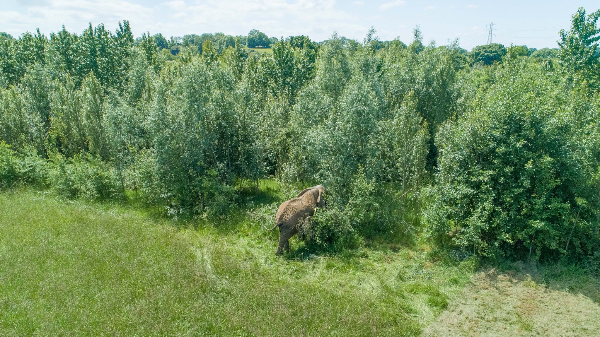 Elephant Willow Plantation (1)