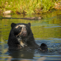 Andean bear floats in pool with green foliage in the background.