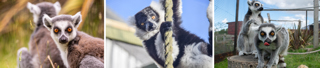 Lemurs