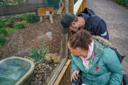 Woman in blue coat using a wheelchair and displaying a sunflower lanyard, looking into an Asian Short Clawed Otter habitat with a small pool visible.