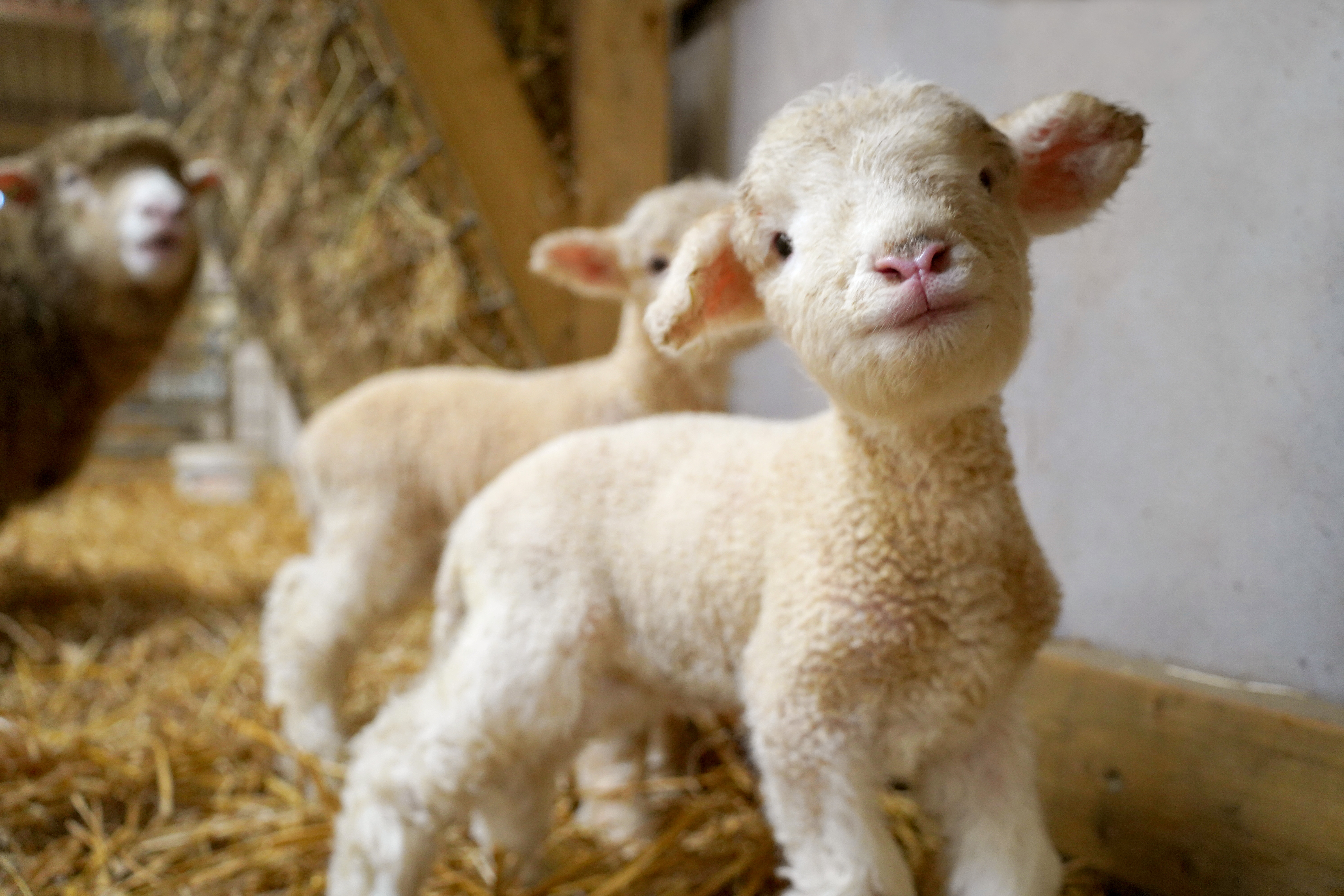 Lambs Nik And Nak Born At Noahs Ark Zoo Farm 1