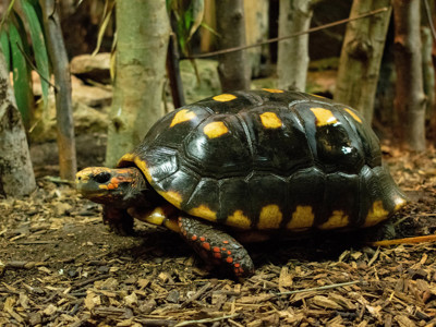Red Footed Tortoise 1