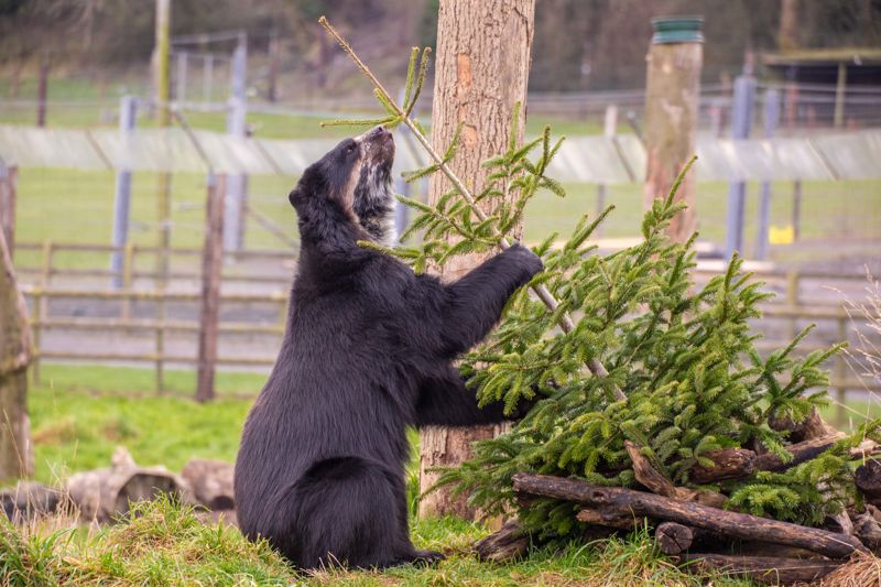 Spectacled Bear Rasu Inspecting His Christmas Tree Noahs Ark Zoo Farm Doug Evens