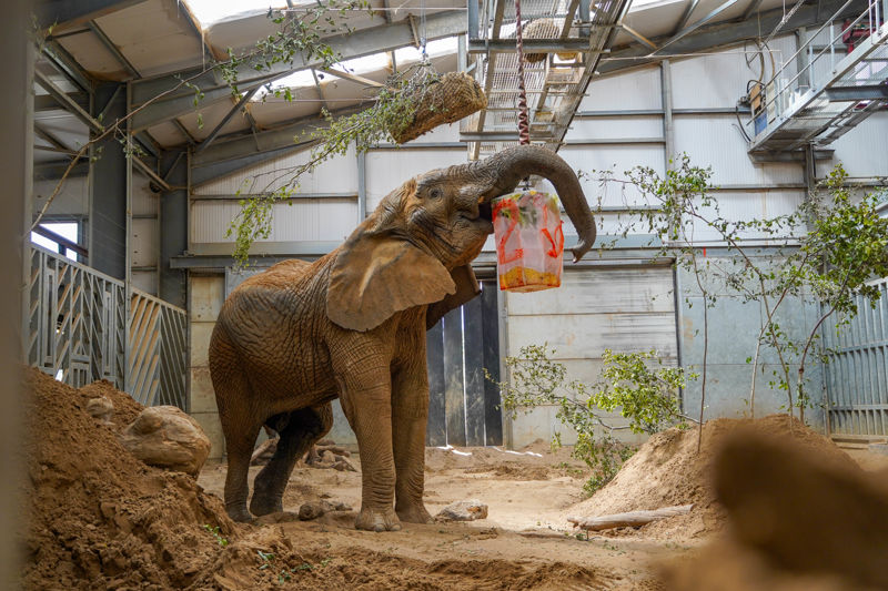 Janu20thbirthdaypartyelephant 5 Of 13