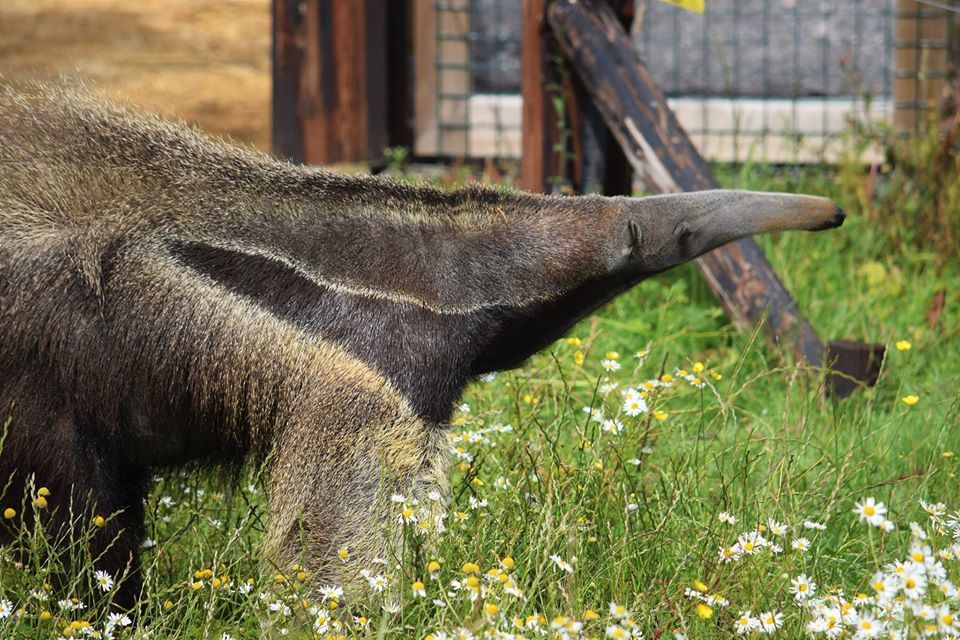Giant Anteater in green field with flowers 