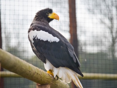 Steller's Sea Eagle 1