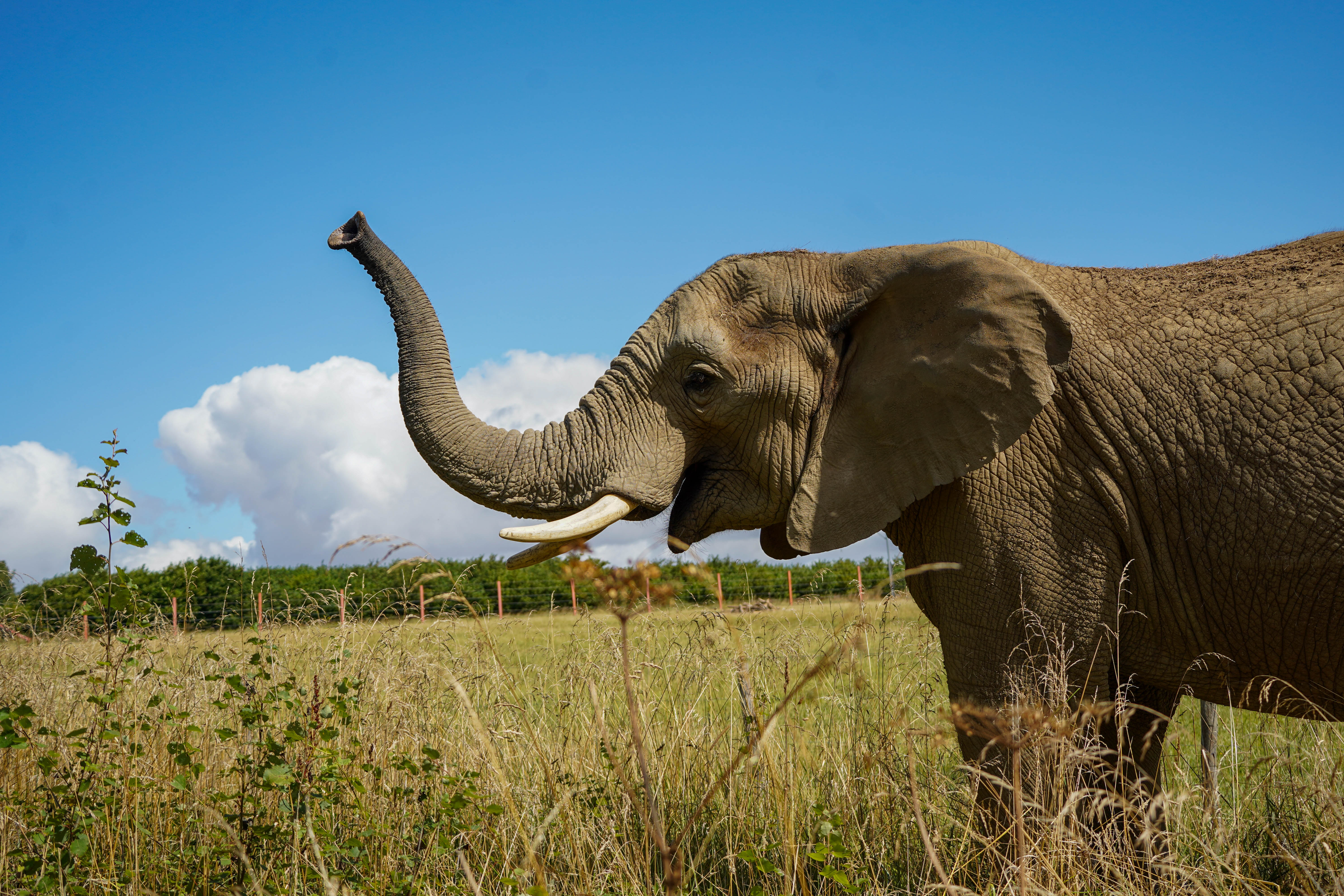 African Elephant standing in long grass with trunk raised