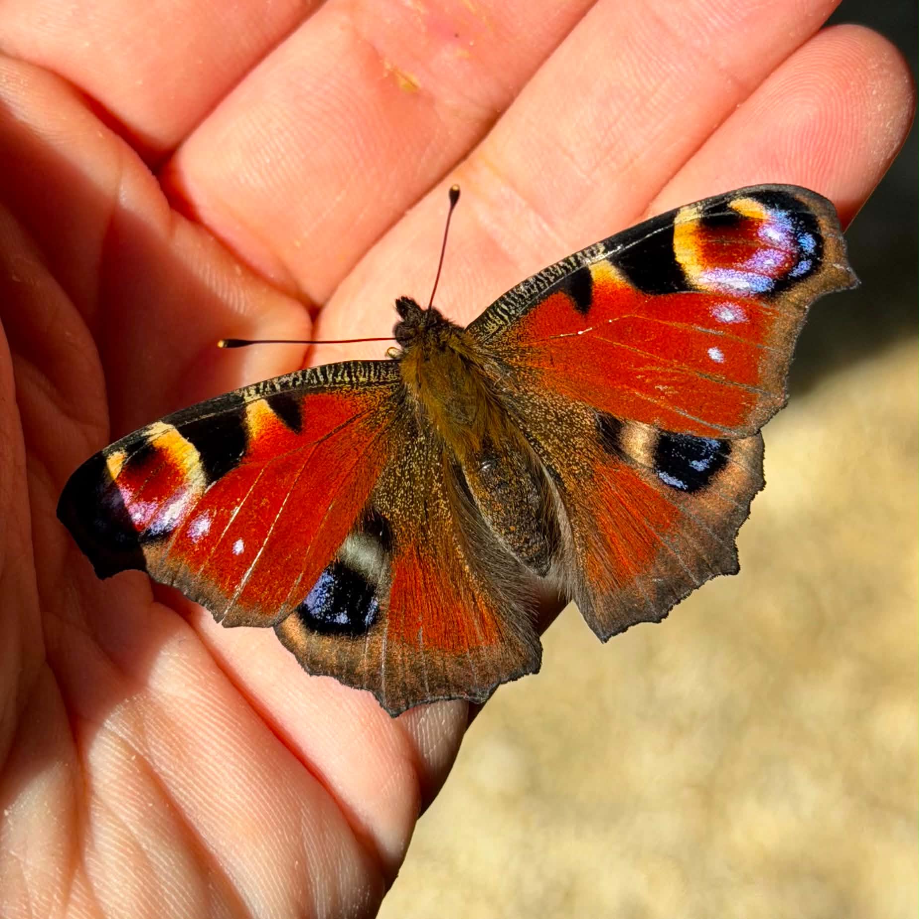 Colourful Peacock butterfly on a hand