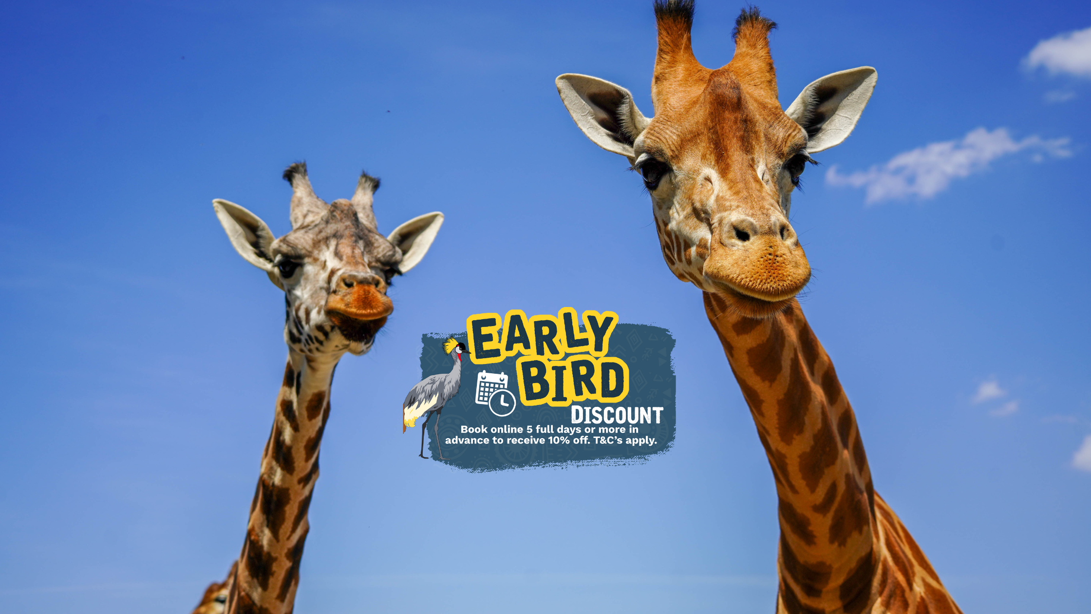 Website Header Early Bird Offer