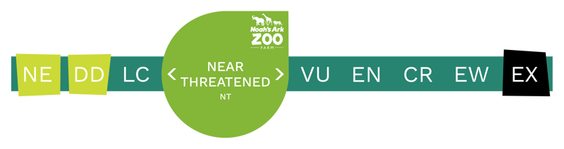 Near Threatened (Inc. Bar)
