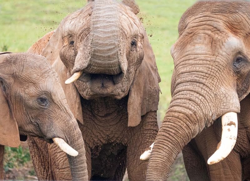 Shaka Janu And Sutton The African Bull Elephants 2