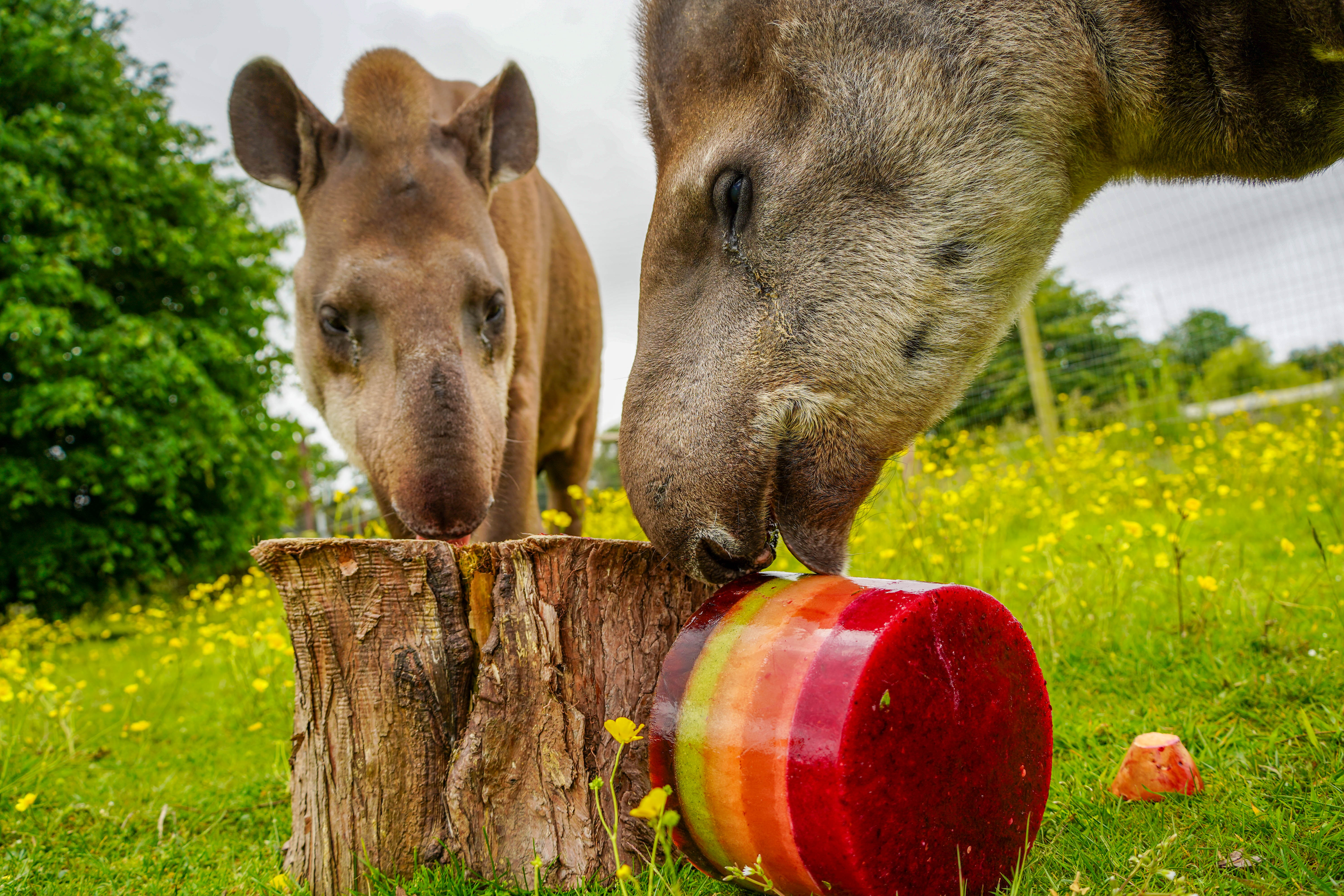 Tobytapir24thbirthday2025 3 Of 17 (1)