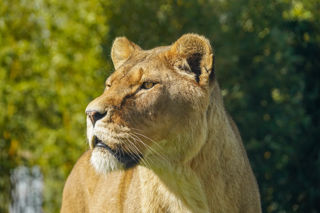 Lionstauarushafeedingpoles2025 28 Of 30