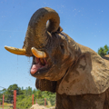 African elephant with it's mouth open while being hosed down