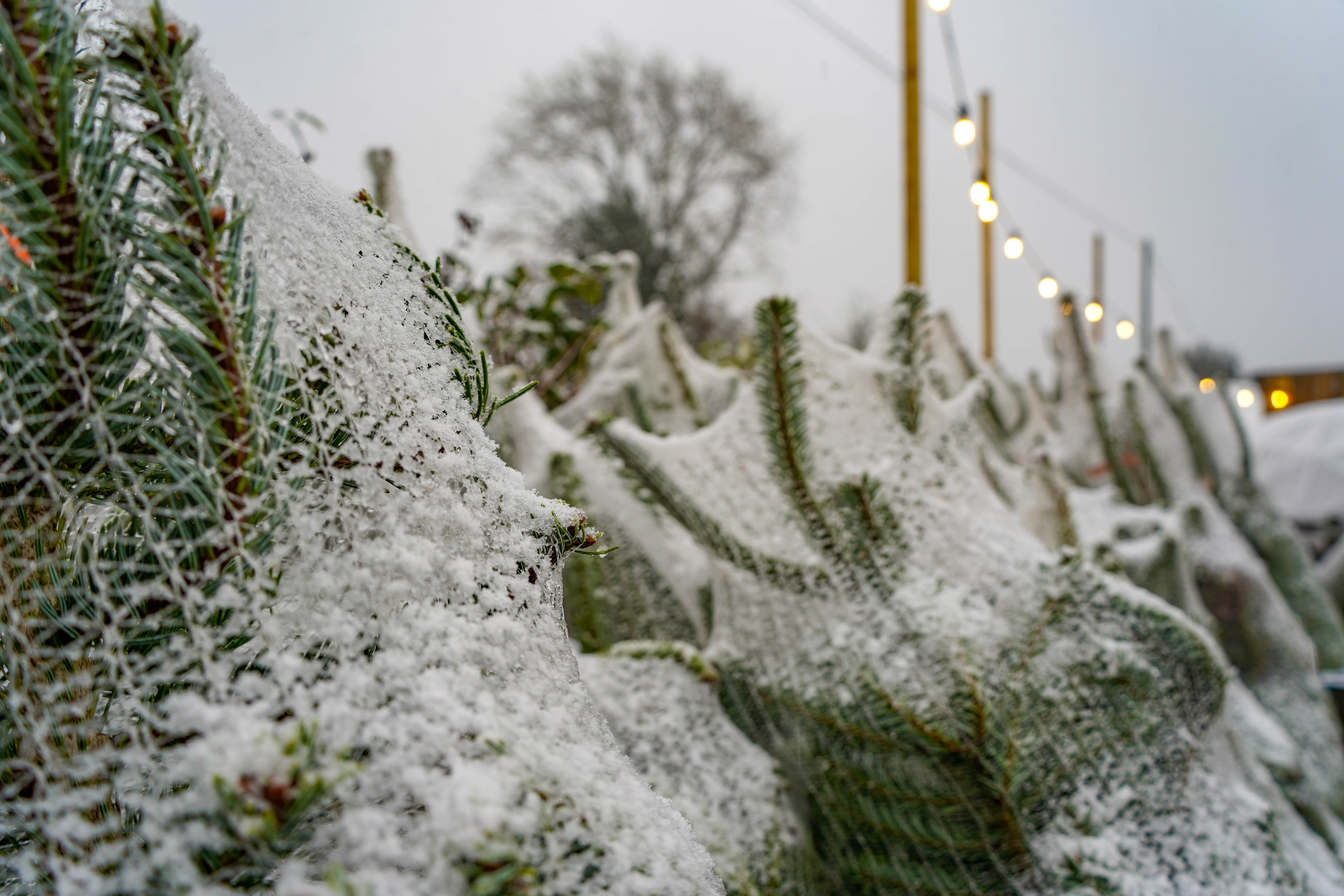 Snowthefarmshop2024 (8 Of 17)
