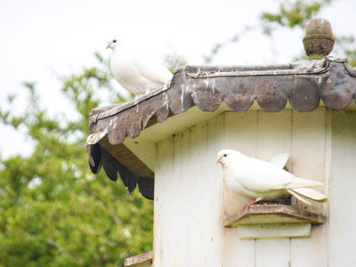 White Dove 1