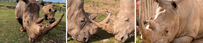 Rhino Blog