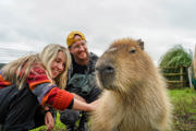 Capybaraencounterseptember2026 (22 Of 26) (1)
