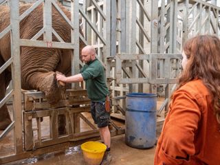 Elephant Keeper Experience 3
