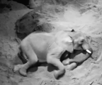 Elephant CCTV October 2026 2 (1)