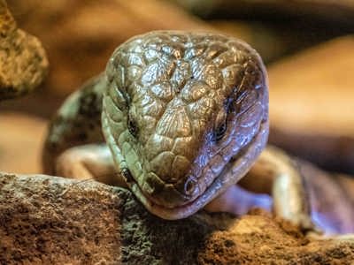 Skink