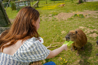 Mollycapybaraencountermay2025 (5 Of 26)