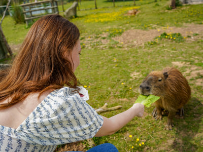 Mollycapybaraencountermay2025 (5 Of 26)