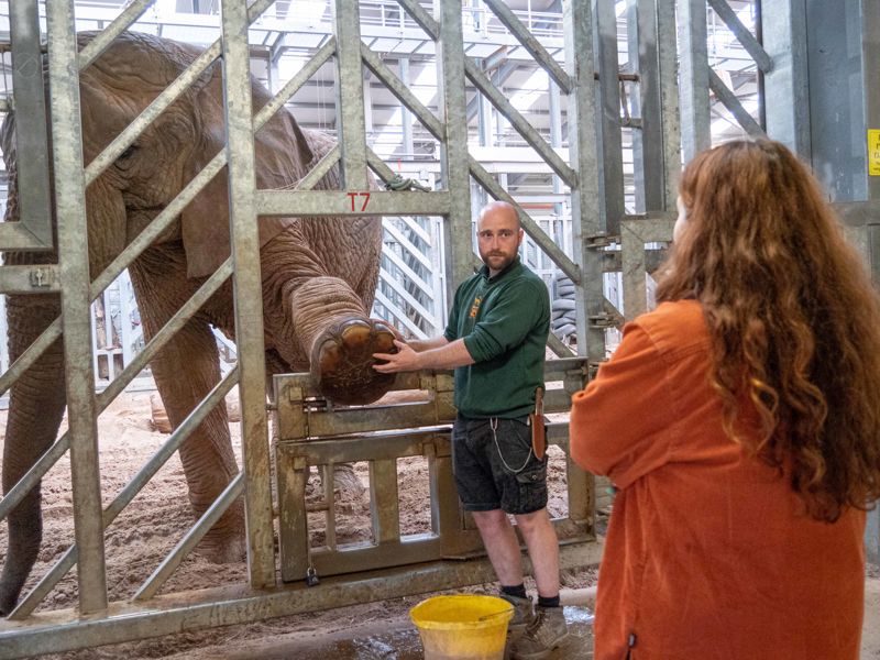 Elephant Keeper Experience 4